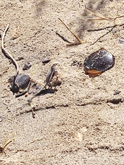 Callisaurus draconoides