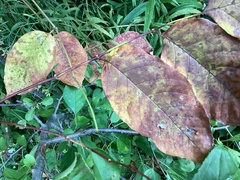 Euonymus atropurpureus