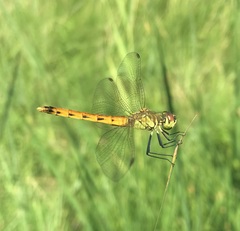Sympetrum depressiusculum