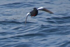 Cepphus columba
