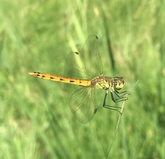 Sympetrum depressiusculum