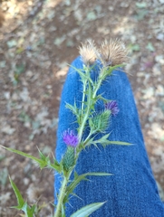 Carduus pycnocephalus