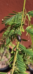 Astylus quadrilineatus