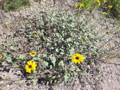 Helianthus niveus