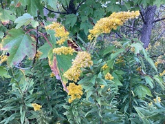 Solidago squarrosa