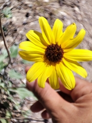 Helianthus niveus