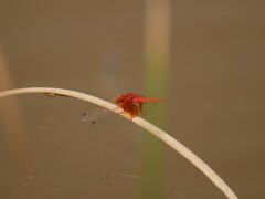 Trithemis kirbyi