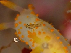 Eumalacostraca