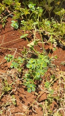 Euphorbia helioscopia