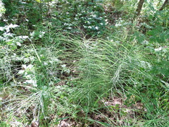 Equisetum pratense