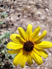 Helianthus niveus