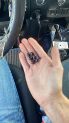 Vaccinium corymbosum