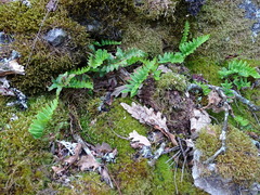 Polypodium vulgare