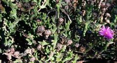 Smicrostigma viride