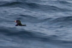 Cerorhinca monocerata