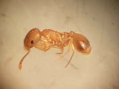Temnothorax lichtensteini