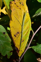 Diapheromera femorata