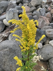 Solidago lepida salebrosa