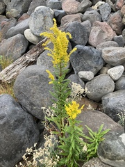 Solidago lepida salebrosa