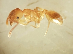 Temnothorax lichtensteini