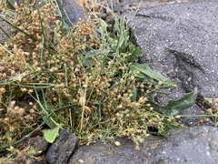 Spergularia rubra