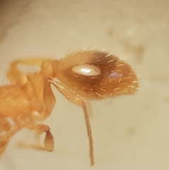 Temnothorax lichtensteini