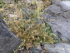 Spergularia rubra