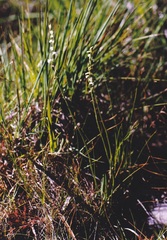 Spiranthes aestivalis