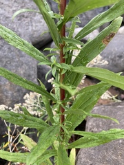 Solidago lepida salebrosa