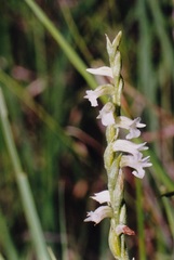 Spiranthes aestivalis