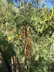 Vachellia constricta