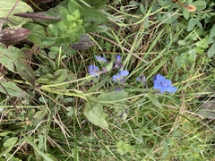 Cynoglossum amabile
