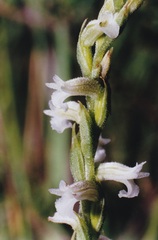 Spiranthes aestivalis