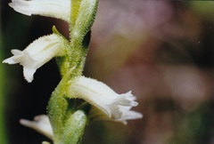 Spiranthes aestivalis