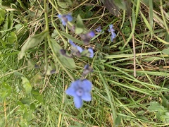 Cynoglossum amabile
