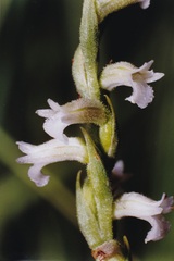 Spiranthes aestivalis