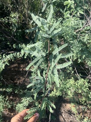 Prosopis velutina