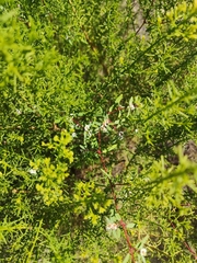 Euphorbia pediculifera