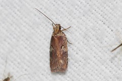 Agonopterix lythrella