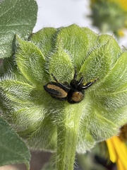 Phidippus apacheanus