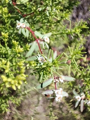 Euphorbia pediculifera