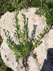 Sisymbrium polyceratium