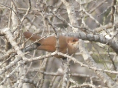 Tarphonomus certhioides