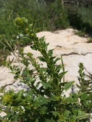 Sisymbrium polyceratium