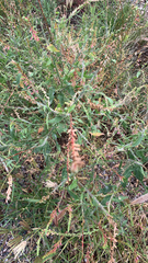 Oenothera curtiflora