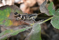 Melanoplus walshii