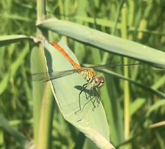 Sympetrum tibiale