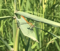 Sympetrum tibiale