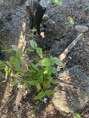 Galinsoga parviflora