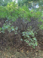 Syringa vulgaris